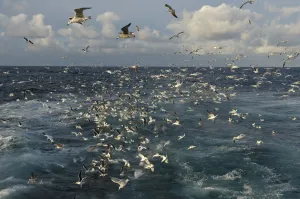 Mixed flock of Northern gannets (Morus bassanus) and gulls (Larus) feeding in