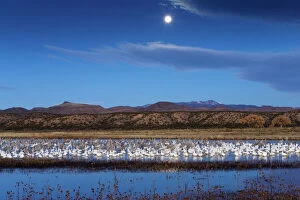 Night Gallery: Mixed flock of Snow geese (Chen caerulescens atlanticus / Chen caerulescens) and Sandhill cranes