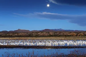 Habitat Prints: Mixed flock of Snow geese (Chen caerulescens atlanticus / Chen caerulescens) and Sandhill cranes