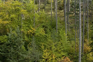 Images Dated 17th October 2008: Mixed forest area with young trees, Valia Calda, Pindos NP, Pindos Mountains, Greece