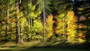 Mixed forest in autumn, abstract, Upper Bavaria, Germany, October