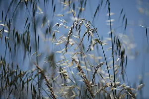 Wild Wonders of Europe 3 Collection: Mixed grasses in a grass meadow including Oat grass (Avena sp) and False oat grass