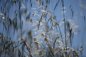 Macedonia Prints: Mixed grasses in a grass meadow including Oat grass (Avena sp) and False oat grass