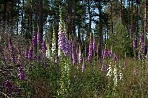 Flowers Collection: Mixed group of purple and white Common Foxgloves {Digitalis purpurea} flowering in woodland glade