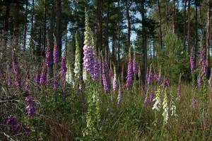 Flowers Prints: Mixed group of purple and white Common Foxgloves {Digitalis purpurea} flowering in woodland glade