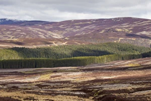 Images Dated 24th April 2016: Mixed habitat of heather moorland and commercial forestry on grouse shooting estate