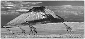 Giraffe Prints: Mixed herd of Masai giraffe (Giraffa camelopardalis) walking across short grass plains in the shadow of Oldonyo Lengai