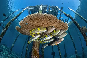 September 2021 Highlights Gallery: Mixed school of large fish, incliuding lined rabbitfish (Siganus lineatus)