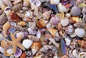 Green Mountains Collection: Mixed sea shells on beach, Sarasata, Florida, USA