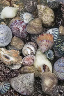 Mixed seashells on beach in Sark, British Channel Islands