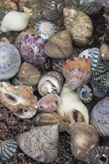 Shell Prints: Mixed seashells on beach in Sark, British Channel Islands