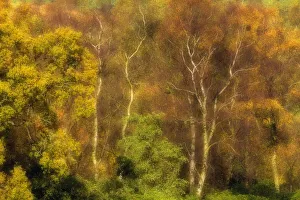 Hues Prints: Mixed species woodland in autumn, including Silver birch trees (Betula pendula)