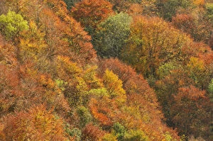 Mixed woodland of ash alder, oak beech in autumn colours. Kinnoull Hill Woodland Park