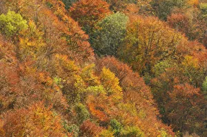 High Angle Shot Prints: Mixed woodland of ash alder, oak beech in autumn colours. Kinnoull Hill Woodland Park