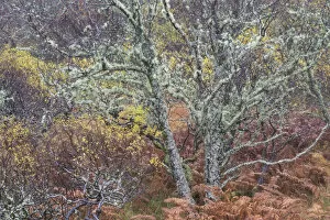 Mixed woodland in late autumn, Drumbeg, Sutherland. Scotland, UK, November