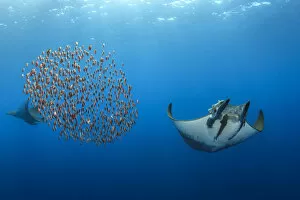 Mobula / Chilean devil ray (Mobula tarapacana) with a school of fish (Capros aper)