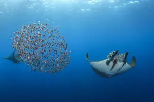 Miispecies Prints: Mobula / Chilean devil ray (Mobula tarapacana) with a school of fish (Capros aper)