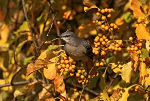 Autumn Update Collection: Mockingbird amongst berries, Everglades NP, Florida, USA
