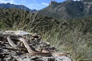 Southwest Usa Prints: Mohave glossy snake (Arizona elegans candida) resting on rocks