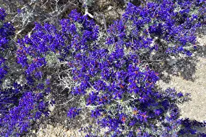 Legume Prints: Mojave indigo bush (Psorothamnus arborescens) in flower