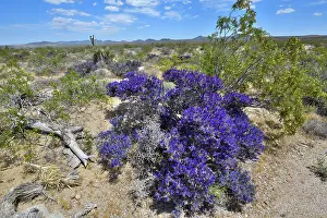 Legume Prints: Mojave indigo bush (Psorothamnus arborescens) in flower