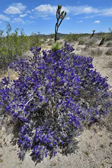 Legume Prints: Mojave indigo bush (Psorothamnus arborescens) in flower