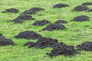 Meadow Prints: Molehills in field / pasture, displaced soil raised by European mole (Talpa europaea) when digging tunnels