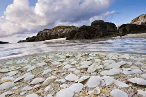 Images Dated 28th June 2011: Mollusc shells washed up on a beach in the Cairns of Coll, Island of Coll, Inner Hebrides