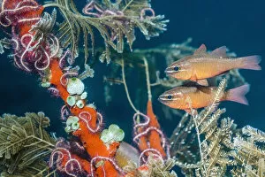 Images Dated 6th December 2019: Moluccan cardinalfish (Ostorhinchus moluccensis) next to hydroids