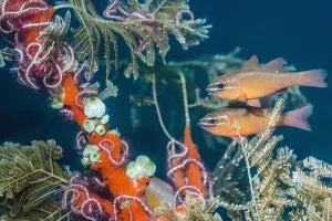 Cardinalfish Prints: Moluccan cardinalfish (Ostorhinchus moluccensis) next to hydroids