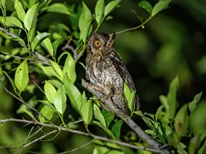 Strigiformes Prints: Moluccan scops owl (Otus magicus) perched on branch at night, Maluku Islands, Indonesia