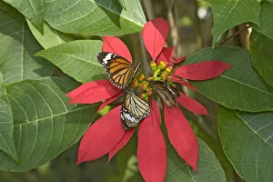Images Dated 31st May 2019: Monarch butterflies (Danaus plexippus), three nectaring on Poinsettia (Euphorbia pulcherrima)