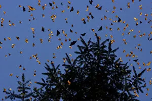 Images Dated 8th October 2020: Monarch butterflies (Danaus plexippus) flying during a warm morning