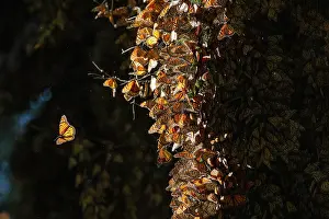 Fourfooted Butterfly Prints: Monarch butterflies (Danaus plexippus) covering Fir trees on wintering grounds in the mountains of central Mexico