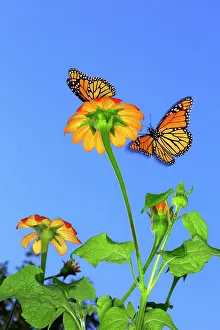 Fourfooted Butterfly Prints: Monarch butterflies (Danaus plexippus) attracted to Mexican sunflowers (Tithonia sp)