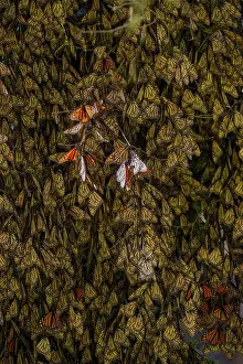 Fourfooted Butterfly Prints: Monarch butterflies (Danaus plexippus) resting on trees in wintering grounds in the mountains of central Mexico