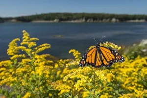 Monarch butterfly (Danaus plexippus) feeding on Goldenrod, New Brunswick, Canada Monarch butterfly (Danaus plexippus) feeding on Goldenrod, New Brunswick, Canada