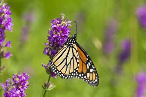 Images Dated 7th August 2015: Monarch butterfly (Danaus plexippus) nectaring on Purple Loosestrife in wet meadow