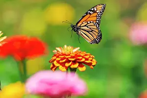 Papilionoidea Prints: Monarch butterfly (Danaus plexippus) in flight over Zinnia flower in a garden