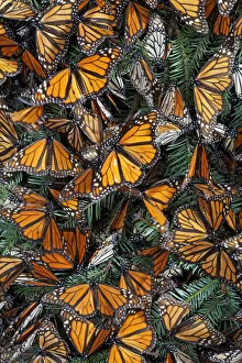 Monarch butterfly (Danaus plexippus) hibernating, Mariposa Monarca Special Biosphere Reserve