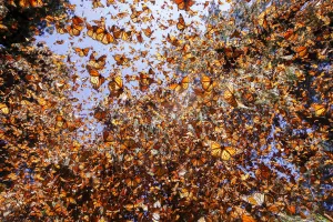 Queen Prints: Monarch butterfly (Danaus plexippus) wintering in Oyamel pine forests (Abies religiosa)