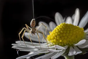 2019 January Highlights Prints: Money spider (Tenuiphantes sp) tiptoeing behaviour on daisy. Spiders can stand on tiptoes