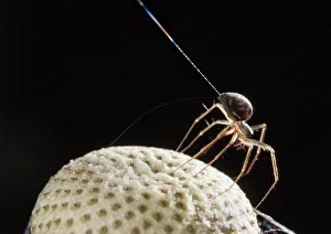 Travel Prints: Money spider (Tenuiphantes sp) tiptoeing behaviour on dandelion seed head