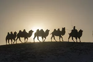 2020 April Highlights Gallery: Mongol driving a camel caravan of Bactrian camel (Camelus bactrianus) Bashang Grassland