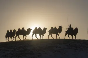 2020 April Highlights Prints: Mongol driving a camel caravan of Bactrian camel (Camelus bactrianus) Bashang Grassland