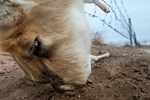 Artiodactyla Prints: Mongolian gazelle (Procapra gutturosa) caught in barbed wire fence