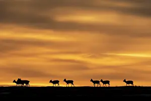 Artiodactyla Prints: Mongolian gazelles (Procapra gutturosa) herd migrating across the steppe