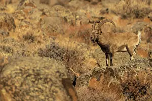 Camouflage Prints: Mongolian ibex (Capra sibirica hagenbecki) standing on a boulder