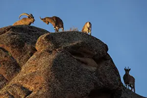 Bovidae Prints: Four Mongolian ibex (Capra sibirica hagenbecki) standing on mountain