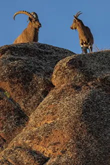 Bovidae Prints: Two Mongolian ibex (Capra sibirica hagenbecki) standing on mountain